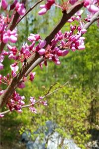 Spring Pink Tree Blossoms Journal