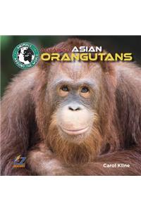 All about Asian Orangutans