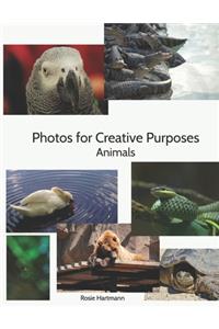 Photos For Creative Purposes