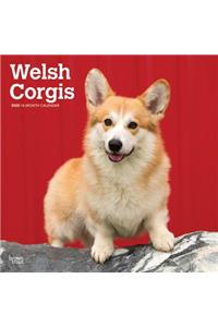 Welsh Corgis 2020 Square