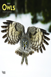 Owls 2023 Square