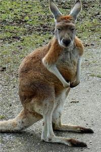 Australian Kangaroo is Watching You Journal
