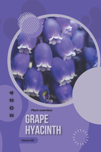 Grape Hyacinth