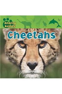 Cheetahs