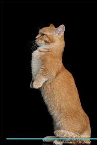 Munchkin Cat Affirmations Workbook Munchkin Cat Presents