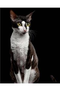 Cornish Rex