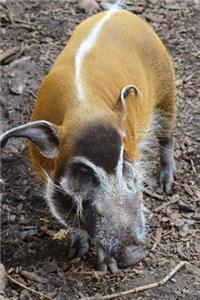 A Wild Bush Pig Portrait Journal