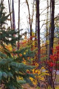Lone Evergreen Journal