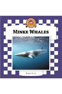 Minke Whales