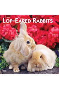 Lop Eared Rabbits 2021 Square