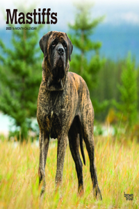 Mastiffs 2023 Square