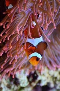 An Anemone and A Clown Fish in the Ocean Journal