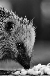 Hedgehog Eating Peanuts Black and White Journal