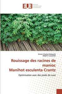 Rouissage des racines de manioc Manihot esculenta Crantz