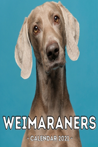 Weimaraners Calendar 2021