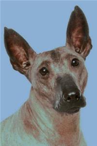 Xoloitzcuintli