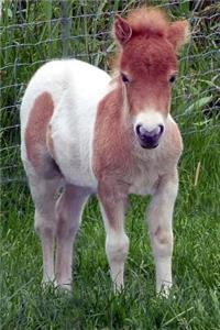 Cutest Shetland Pony Foal Horse Journal