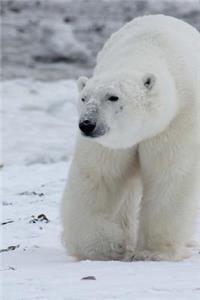 Magnificent White Polar Bear on Snow Covered Drift Ice Svalbad Norway Journal