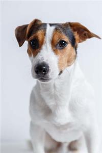 Such a Sweet Serious Jack Russell Terrier Dog Pet Journal