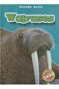 Walruses