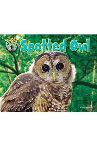 Spotted Owl