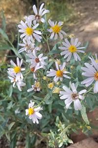 Morning Daisies Sketchbook