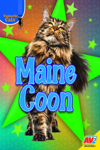 Maine Coon