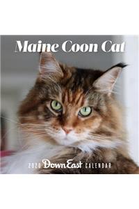 2020 Maine Coon Cat Wall Calendar