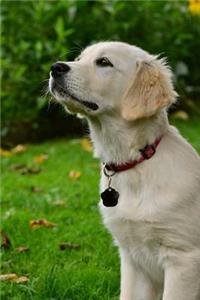 Golden Retriever Puppy Dog Looking Up Journal