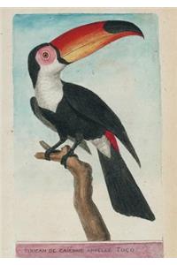 Carnet Ligné Toucan, Dessin 18e Siècle