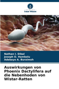 Auswirkungen von Phoenix Dactylifera auf die Nebenhoden von Wistar-Ratten