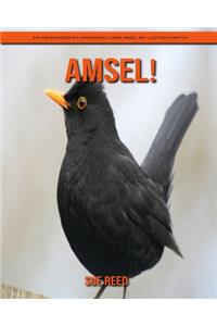 Amsel! Ein pädagogisches Kinderbuch über Amsel mit lustigen Fakten