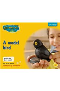 Read Write Inc. Phonics: Non-fiction Set 5 (Yellow): A model bird - Book 4