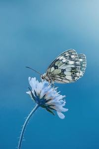 A Butterfly, a Flower, and a Blue Summer Sky Journal