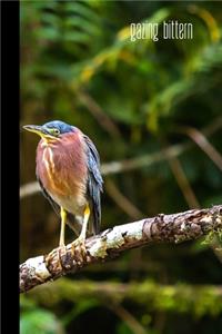 gazing bittern