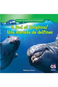 A Pod of Dolphins / Una Manada de Delfines