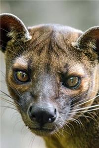 Madagascar Fossa, the Hunting Cat Journal