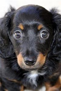 Adorable Fluffy Black and Brown Dachshund Puppy Dog Journal