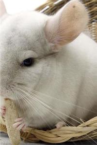 An Adorable White Chinchilla Pet Journal