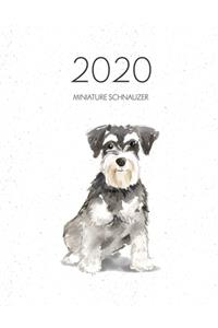2020 Miniature Schnauzer
