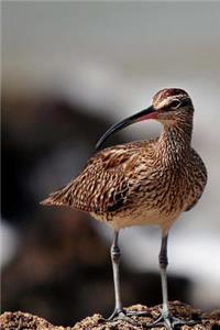 Whimbrel Bird Journal (Numenius Phaeopus)