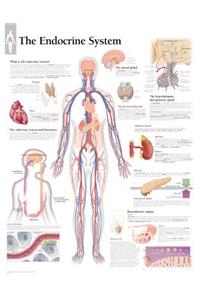 Endocrine System Laminated Poster