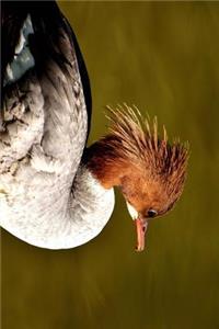 Merganser Female Duck Waddling by the Lake Journal