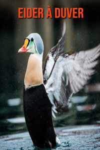 Eider à Duver