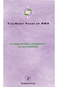 Many Faces of RNA