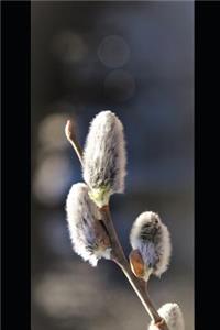 Gray Pussy Willow in the Spring Plant Journal