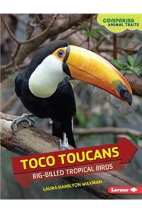 Toco Toucans