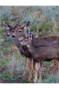Adult Mule Deer Journal
