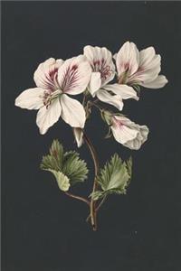 Geraniums Antique Botanical Art Journal