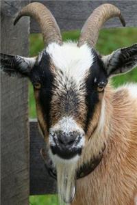 Handsome Boerbok Ram Livestock Journal